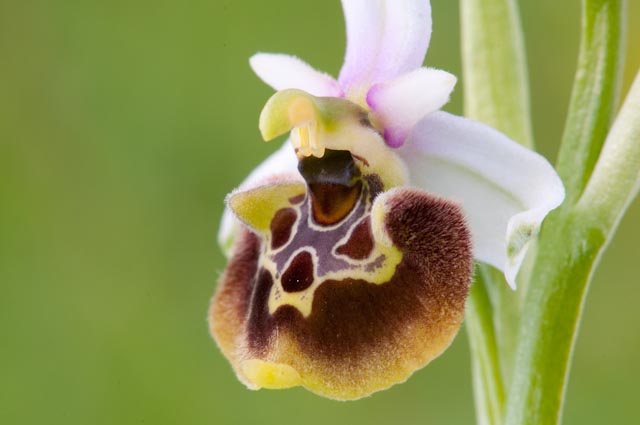 Ophrys fuciflora